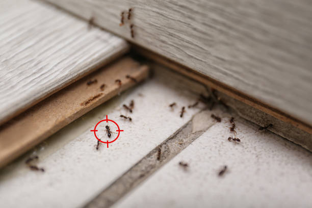 Best Cockroach Control Services  in Los Alamitos, CA